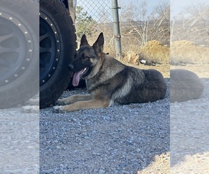 Mother of the German Shepherd Dog puppies born on 04/24/2024