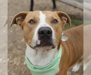 American Staffordshire Terrier-Unknown Mix Dogs for adoption in San Antonio, TX, USA