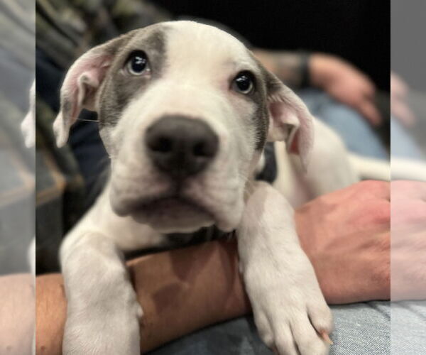 Medium Photo #5 Mutt Puppy For Sale in Fargo, ND, USA