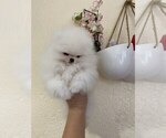 Small #13 Miniature Spitz