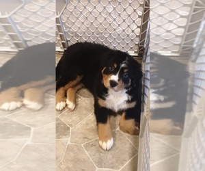 Bernese Mountain Dog Puppy for sale in POUND, VA, USA