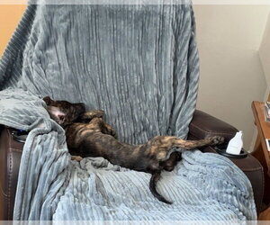 Bindi #2 - Female Labrador Retriever-Unknown Mix Dog for Adoption - Photo #4