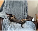 Small Photo #4 Labrador Retriever-Unknown Mix Puppy For Sale in Aurora, CO, USA