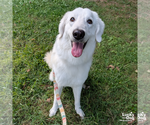 Small #4 Great Pyrenees-Retriever  Mix