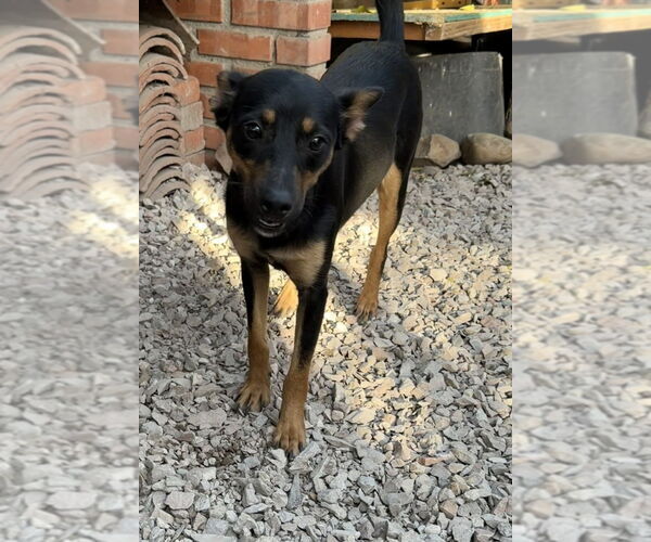 Medium Photo #6 Miniature Pinscher-Unknown Mix Puppy For Sale in San Diego, CA, USA