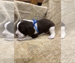 Small Photo #20 English Springer Spaniel Puppy For Sale in JEANNETTE, PA, USA