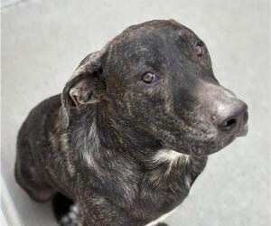 American Pit Bull Terrier-Unknown Mix Dogs for adoption in Tulsa, OK, USA