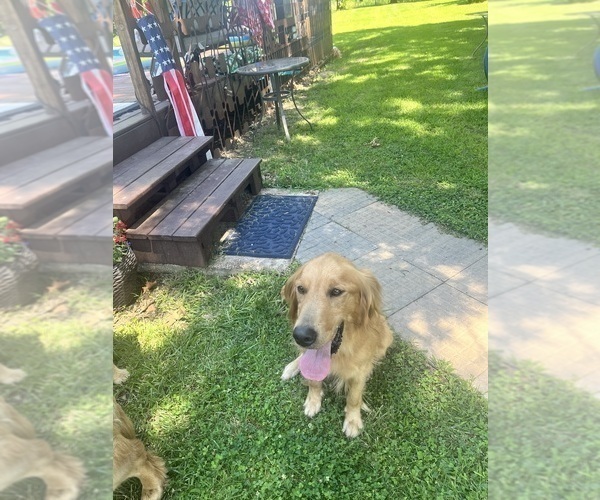 Medium Photo #1 Golden Retriever Puppy For Sale in KANSAS CITY, MO, USA