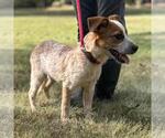 Small #2 Mutt