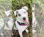 Small #3 Jack Russell Terrier Mix