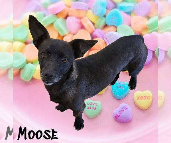 Medium Photo #2 Chiweenie Puppy For Sale in Phelan, CA, USA