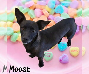Moose - Male Chiweenie Dog for Adoption - Photo #2