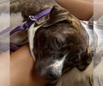 Small #3 Staffordshire Bull Terrier Mix