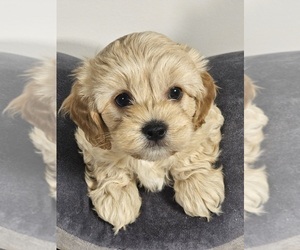 Cavapoo Puppy for sale in FAIR GROVE, MO, USA