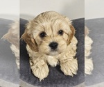 Small Photo #1 Cavapoo Puppy For Sale in FAIR GROVE, MO, USA