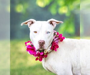 American Bulldog-Unknown Mix Dogs for adoption in Unionville, PA, USA
