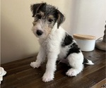 Small #1 Wire Fox Terrier