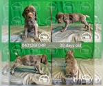 Small Photo #12 German Shorthaired Pointer Puppy For Sale in MOYIE SPRINGS, ID, USA