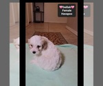 Delilah - Female Havapoo Puppy for Sale - Photo #3