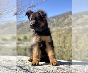 German Shepherd Dog Puppy for sale in LOS ANGELES, CA, USA
