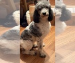 Small Photo #1 Sheepadoodle Puppy For Sale in YATES CENTER, KS, USA
