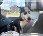 Small Siberian Husky Mix