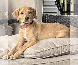 Labrador Retriever-Unknown Mix Dogs for adoption in Mount Laurel, NJ, USA