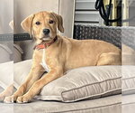 Small Labrador Retriever Mix