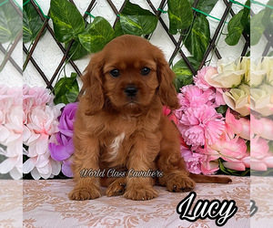 Cavalier King Charles Spaniel Puppy for sale in MIAMI, FL, USA