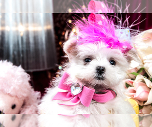 Maltese Puppy for sale in AUSTIN, TX, USA