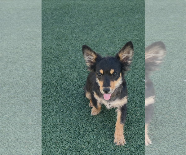 Medium Photo #3 Chihuahua-Unknown Mix Puppy For Sale in La Verne, CA, USA