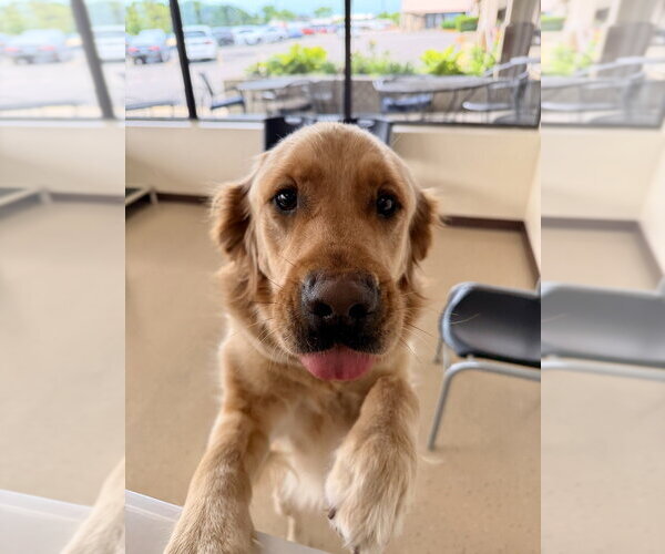 Medium Photo #1 Golden Retriever Puppy For Sale in Mundelein, IL, USA