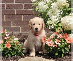 Golden Retriever Puppy for sale in APPLE CREEK, OH, USA