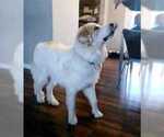 Small Photo #4 Great Pyrenees Puppy For Sale in DENVER, CO, USA