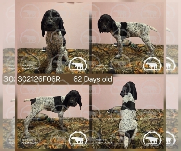 Medium Photo #2 German Shorthaired Pointer Puppy For Sale in MOYIE SPRINGS, ID, USA
