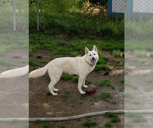 Father of the German Shepherd Dog puppies born on 08/06/2025