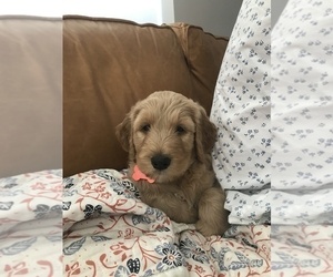 Goldendoodle Puppy for sale in DALLAS, TX, USA