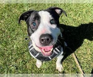 Mutt Dogs for adoption in Santa Rosa, CA, USA