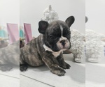 Puppy 1 French Bulldog