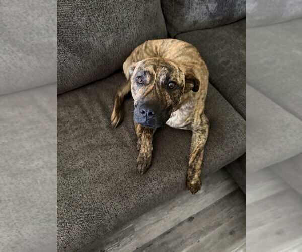 Medium Photo #2 American Pit Bull Terrier-Unknown Mix Puppy For Sale in Evansville, IN, USA