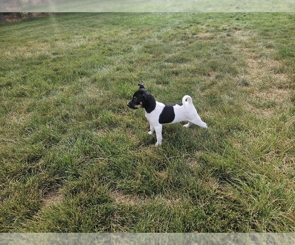 Medium Photo #29 Rat Terrier Puppy For Sale in ELLENSBURG, WA, USA
