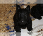 Small #6 Scottish Terrier