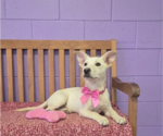 Small Labrador Retriever Mix