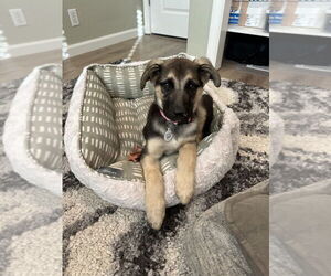 German Shepherd Dog-Unknown Mix Dogs for adoption in West Sacramento, CA, USA