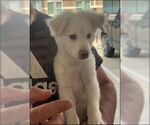 Small #12 Great Pyrenees-Red Heeler Mix