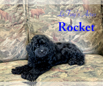 Puppy Rocket Cavapoo