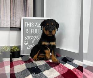 Rottweiler Puppy for sale in FRANKLIN, IN, USA