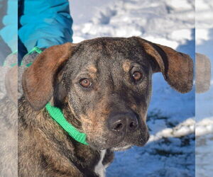 Catahoula Leopard Dog-Labrador Retriever Mix Dogs for adoption in Huntley, IL, USA