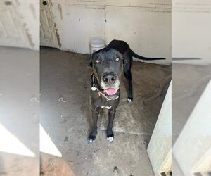 Great Dane Dogs for adoption in Beatrice, NE, USA
