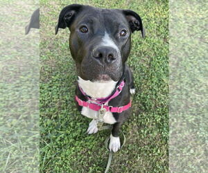 American Pit Bull Terrier-Staffordshire Bull Terrier Mix Dogs for adoption in Princeton, MN, USA